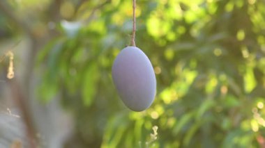 Olgun mango bir fidanlıkta asılı duruyor.