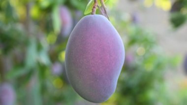 Mango ağacında sallanan olgun mango.