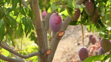 Mangolar güneşli bir günde bir mango ağacında asılı.