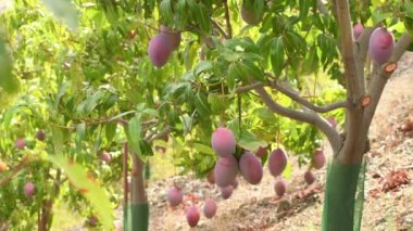 Mangolar, güneşli bir günde bir tarım çiftliğinde mango ağacında asılı.