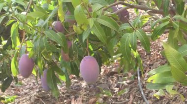 Mangolar mango ağacında asılı.