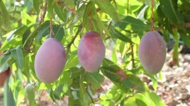 Mango meyvesi, güneşli bir günde bir mango ağacının dalında sallanıyor.