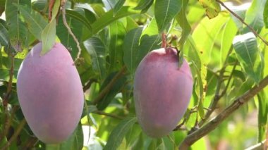 Mango ağacında mango meyvesi topluyorum.