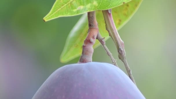 Pedonkel Einer Reifen Mango Die Einem Mangobaum Hängt — Stockvideo