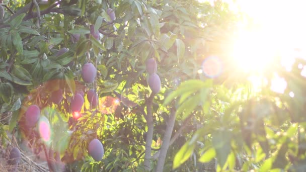 Soleil Brillant Coucher Soleil Dans Une Plantation Manguiers Avec Des — Video