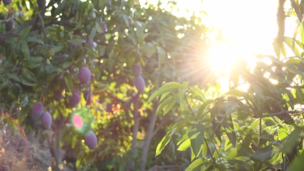 Sonne Scheint Bei Sonnenuntergang Einer Mangobaumplantage — Stockvideo