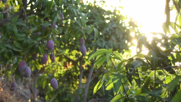 マンゴーの葉にマンゴーがぶら下がり 日没時に太陽が輝く — ストック動画