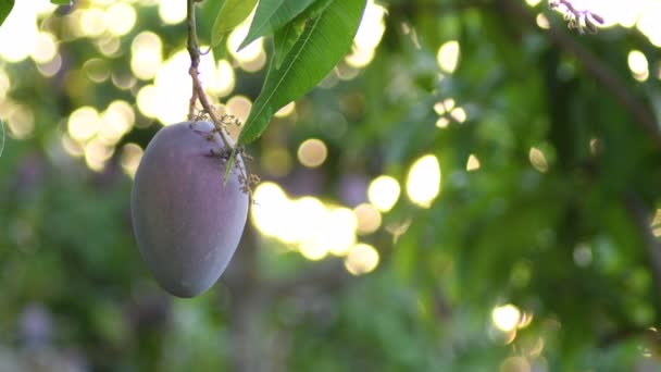 Mango Gün Batımında Meyve Ağaçlarında Bir Mango Ağacında Asılı Duruyor — Stok video