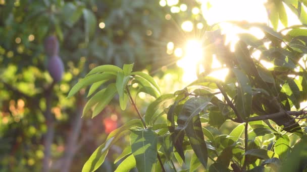 マンゴーの葉は背景にぶら下がり 日没時に太陽が輝く — ストック動画