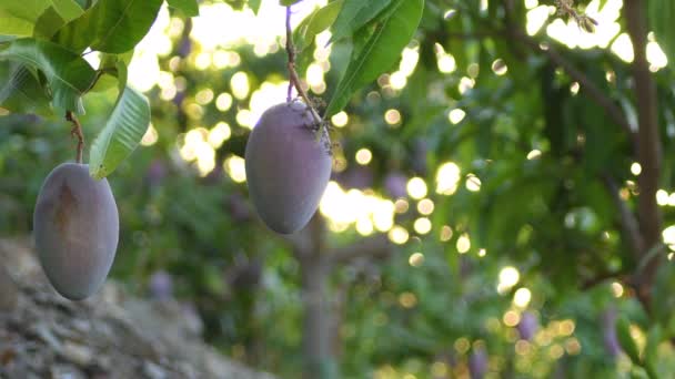 Mangos Hängen Bei Sonnenuntergang Einem Mangobaum Auf Einer Landwirtschaftlichen Plantage — Stockvideo