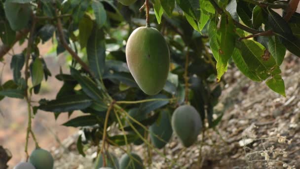 Mangue Dans Arbre Dans Une Plantation Arbres Fruitiers — Video
