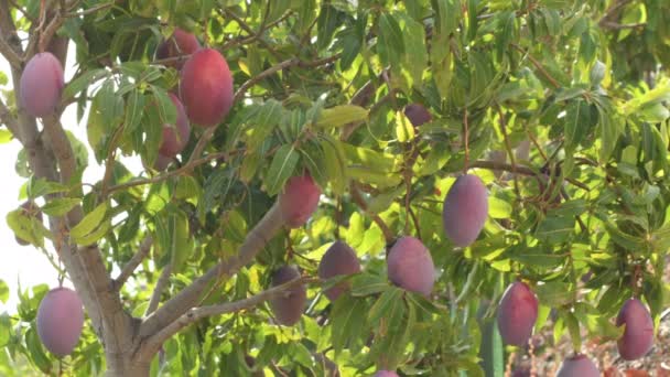 Mangofrüchte Hängen Einem Sonnigen Tag Einem Zweig Eines Mangobaums — Stockvideo