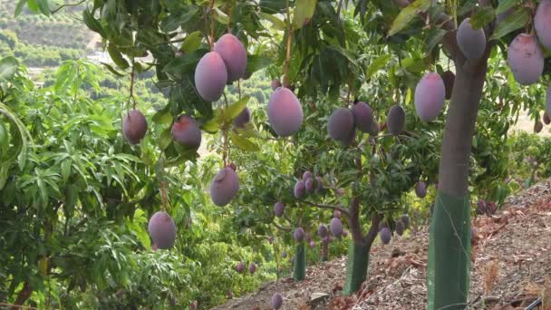 Mangos Hängen Einem Mangobaum Einer Plantage Von Obstbäumen — Stockvideo