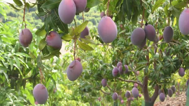 Árbol Mango Lleno Mangos Una Plantación Agrícola Día Soleado — Vídeos de Stock