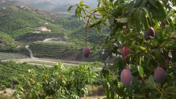 Frutas Mango Árbol Mango Con Plantaciones Agrícolas Segundo Plano — Vídeos de Stock