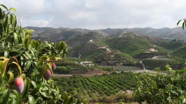 Manghi Nell Albero Mango Piantagioni Alberi Frutto — Video Stock