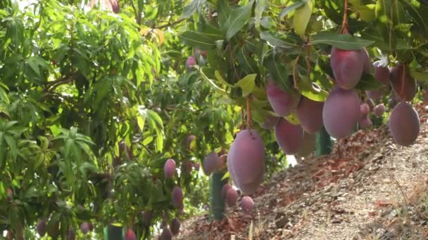 Mangos Maduros Colgando Árbol Mango Una Plantación Árboles Frutales — Vídeos de Stock