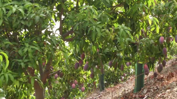 Fruit Trees Mango Hanging Plantation — Stock Video