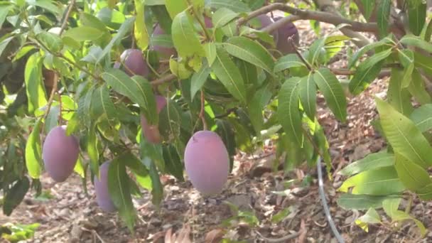 Mangos Colgados Árbol Mango — Vídeo de stock