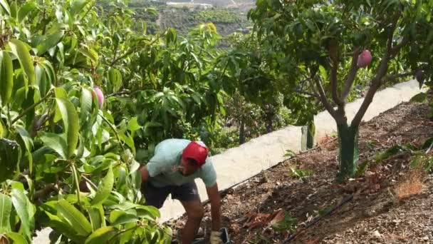 Werknemer Die Mango Oogst Een Plantage Van Mangobomen — Stockvideo