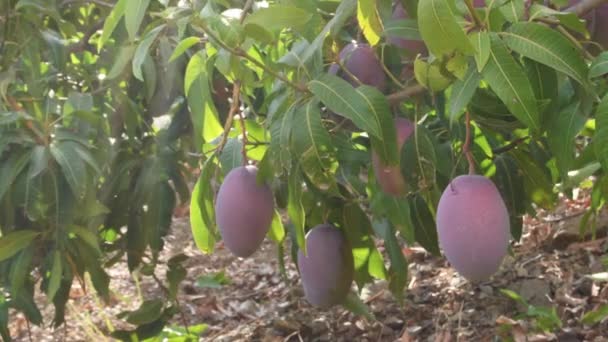 Mangos Hänger Ett Mangoträd Plantage Solig Dag — Stockvideo