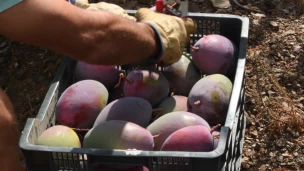 Poner Mango Recién Cosechado Una Caja — Vídeo de stock