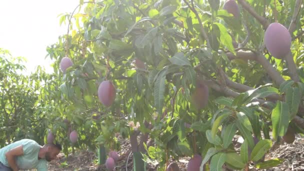 Zemědělský Pracovník Sklízí Manga Plantáži Mangovníků — Stock video