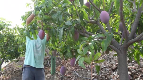 Młody Pracownik Rolny Zbierający Owoce Mango Plantacji — Wideo stockowe