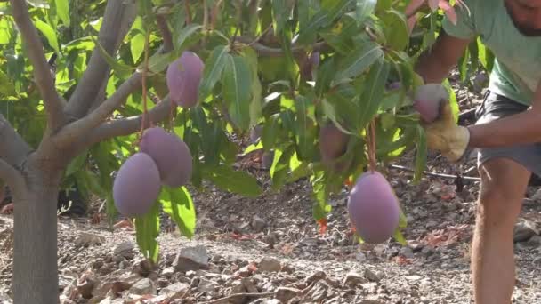 Landbouwarbeider Die Mangofruit Verzamelt Een Plantage — Stockvideo