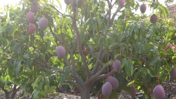 Mango Oogst Mango Boom — Stockvideo