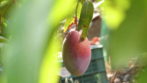 Zbieranie Dojrzałych Owoców Mango Drzewie Mango — Wideo stockowe