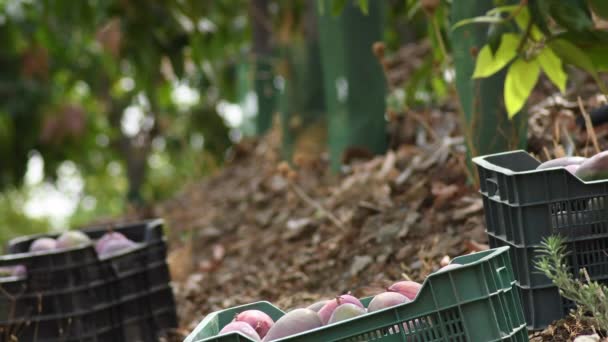Cajas Con Mangos Recién Cosechados Una Plantación Agrícola — Vídeo de stock
