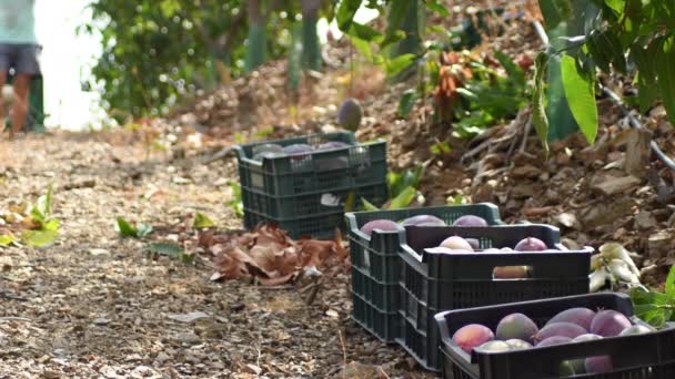 一盒刚在种植园收获的芒果 — 图库视频影像