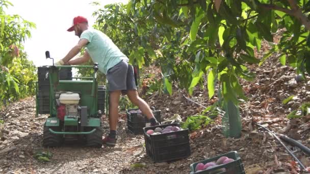 Mezőgazdasági Munka Most Szüretelt Mangós Gyümölcsöt Tartalmazó Dobozok Elvétele — Stock videók