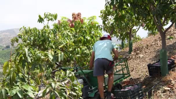 Zemědělský Dělník Sklízející Mango Plantáži Ovocných Stromů — Stock video