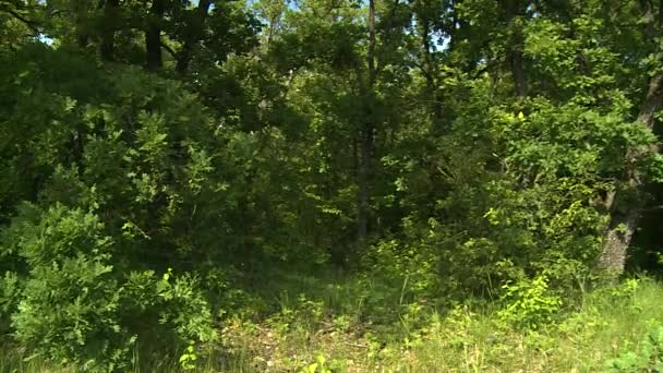 arbres dans la forêt.