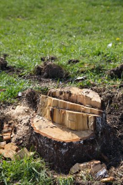 Yeşil çimenlerin üzerinde güdük.
