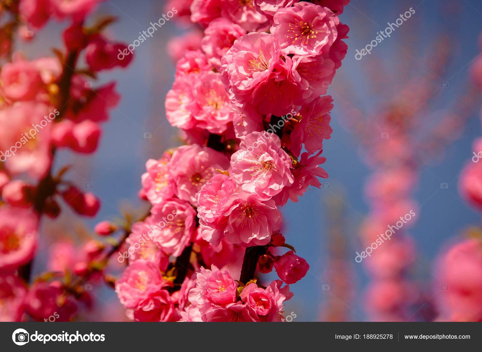 Arbre Fleur Cerisier Sakura Cerisier Fleurs Oriental