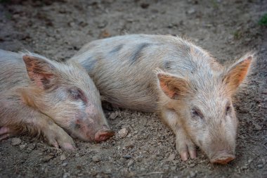Güzel küçük domuz çiftliğinde yatıyor musun