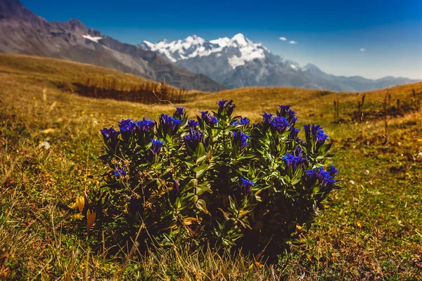 Las montañas del Cáucaso en el país de Georgia. Hermosa montaña la — Foto de Stock