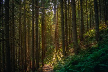 Ukrayna Karpat dağlarında trail. Yeşil orman. yürüyüş