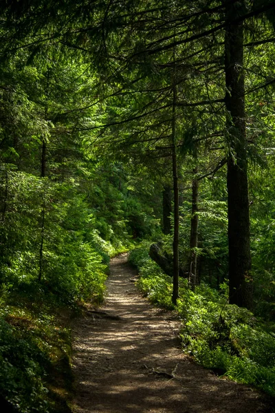 Szlak w Karpatach Ukrainy. zielony las. pieszo — Zdjęcie stockowe