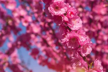 Sakura, kiraz çiçeği, kiraz ağacı çiçek ile. Oryantal cherr