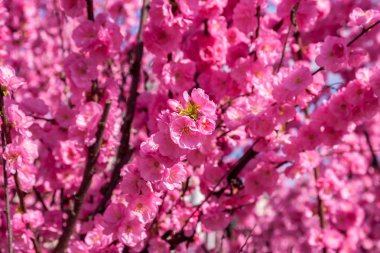 Sakura, kiraz çiçeği, kiraz ağacı çiçek ile. Oryantal cherr