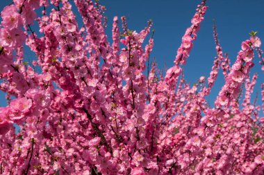 Sakura, kiraz çiçeği, kiraz ağacı çiçek ile. Oryantal cherr