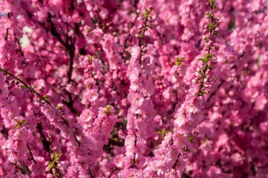 Sakura, kiraz çiçeği, kiraz ağacı çiçek ile. Oryantal cherr