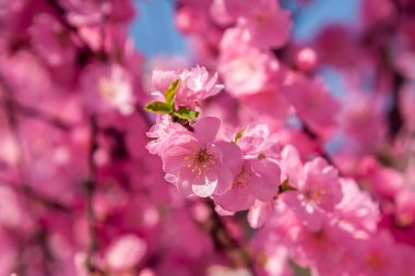 Sakura, kiraz çiçeği, kiraz ağacı çiçek ile. Oryantal cherr