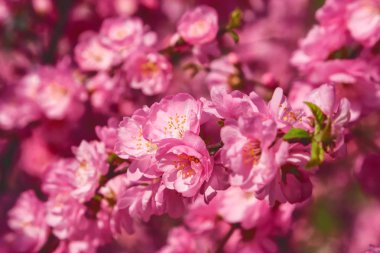 Sakura, kiraz çiçeği, kiraz ağacı çiçek ile. Oryantal cherr