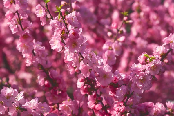 Sakura, cherry blossom, cherry tree with flowers. Oriental cherr