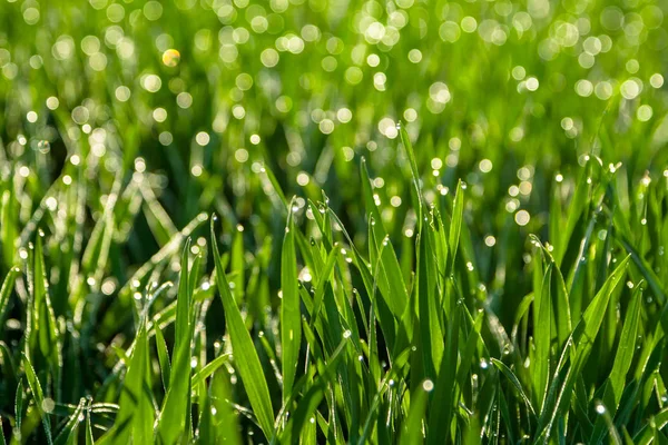 Hierba verde fresca con gotas de rocío de cerca. Antecedentes . — Foto de Stock